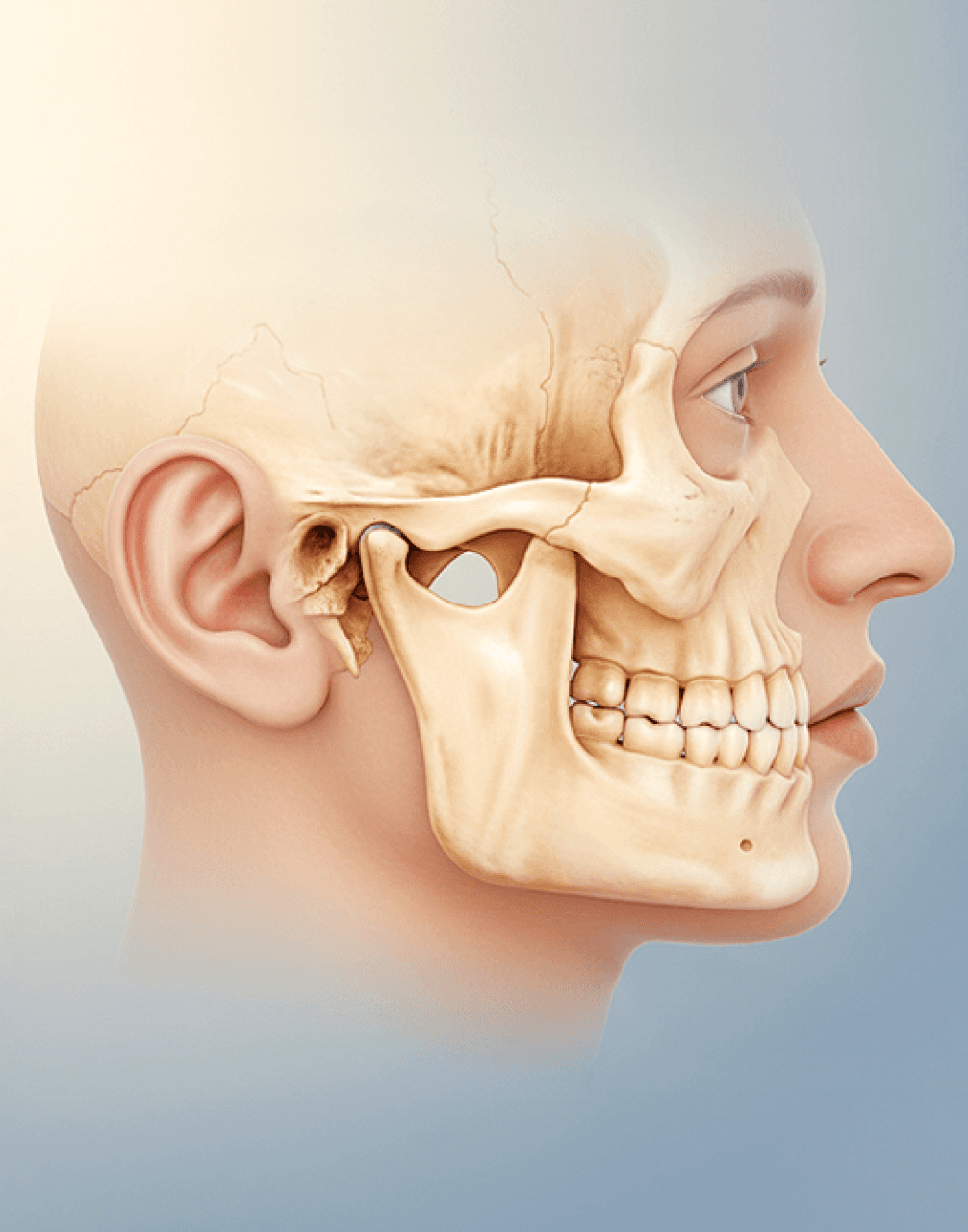 Función y parafunción de la articulación temporomandibular (ATM)