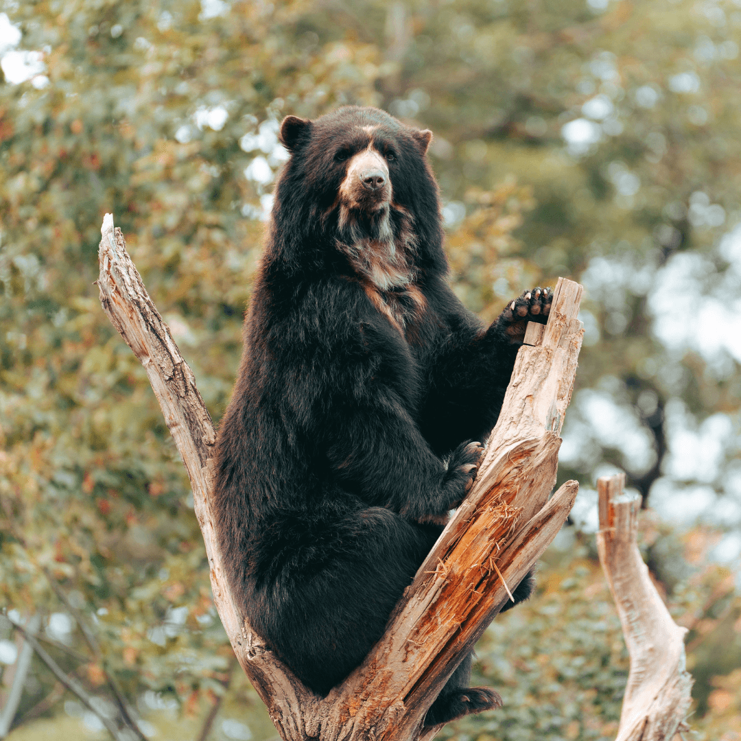 Avistamiento de oso de anteojos en la Reserva Ecológica de la Universidad Hemisferios: un hito para la conservación