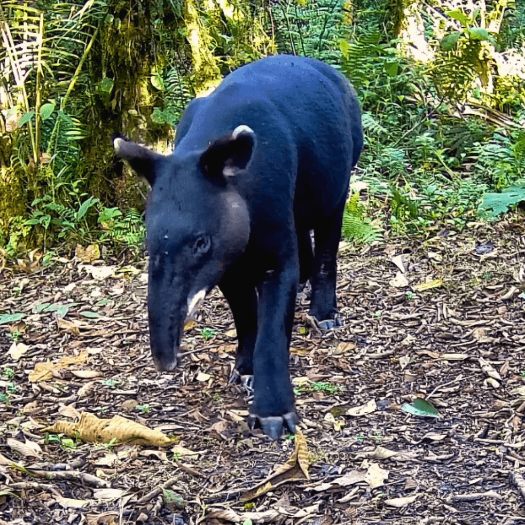 Tapir andino fue captado en la reserva de la UHE como parte del proyecto IMAGO