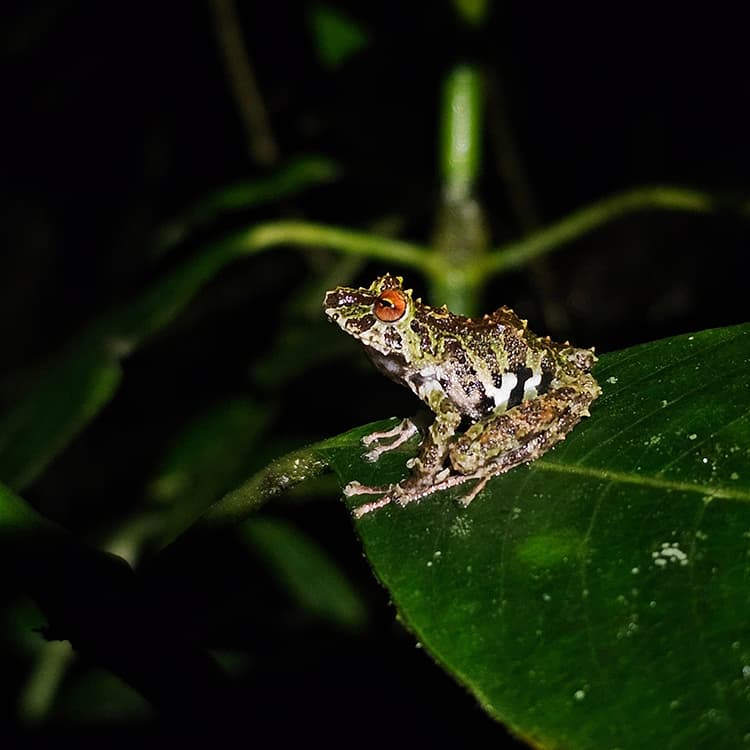 La Hemisferios Biodiversity Reserve registra una nueva especie de rana para su inventario biológico
