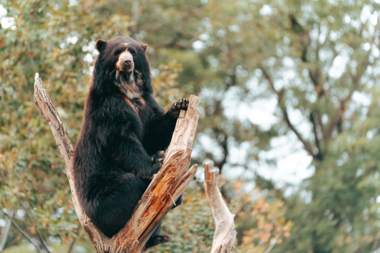 Oso de anteojos Universidad Hemisferios Avistamiento De Oso De Anteojos En La Reserva Ecológica Oso De Anteojos Universidad Hemisferios