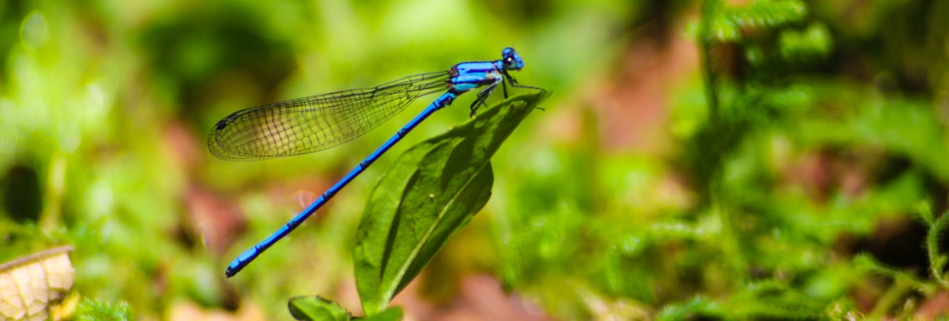 Comunidades de Insectos HBR