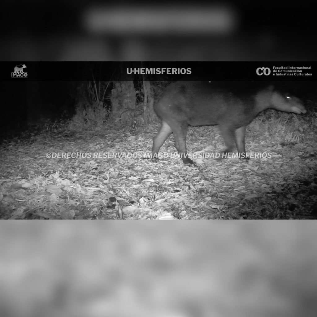 Tapir andino fue captado en la reserva de la UHE como parte del proyecto IMAGO