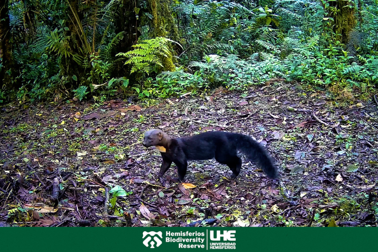 Hemisferios Biodiversity Reserve Universidad Hemisferios Hemisferios Biodiversity Reserve Registra Más De 18 Especies Silvestres Gracias a Cámaras Trampa