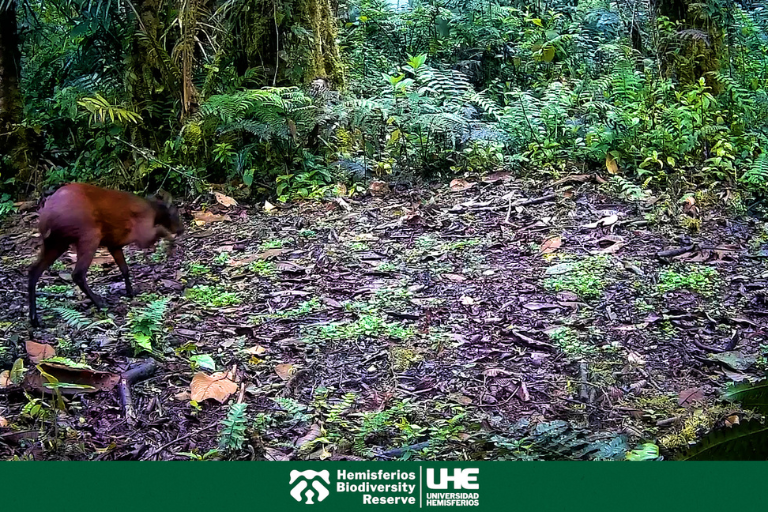 Hemisferios Biodiversity Reserve Universidad Hemisferios Hemisferios Biodiversity Reserve Registra Más De 18 Especies Silvestres Gracias a Cámaras Trampa