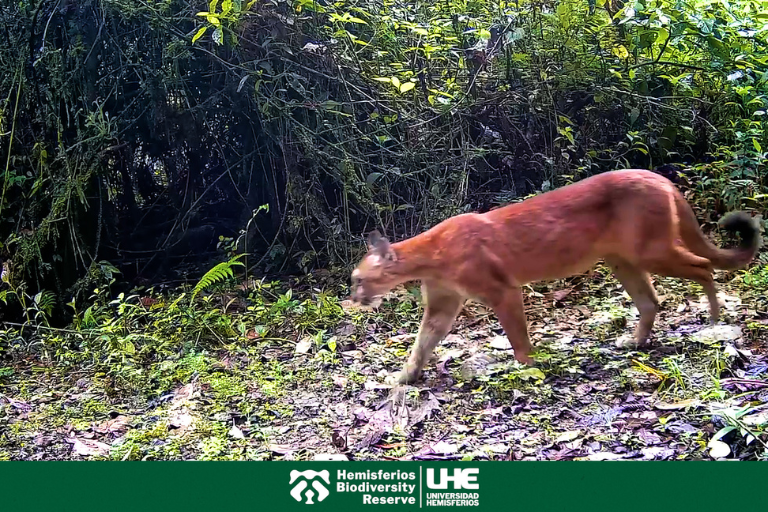 Hemisferios Biodiversity Reserve Universidad Hemisferios Hemisferios Biodiversity Reserve Registra Más De 18 Especies Silvestres Gracias a Cámaras Trampa
