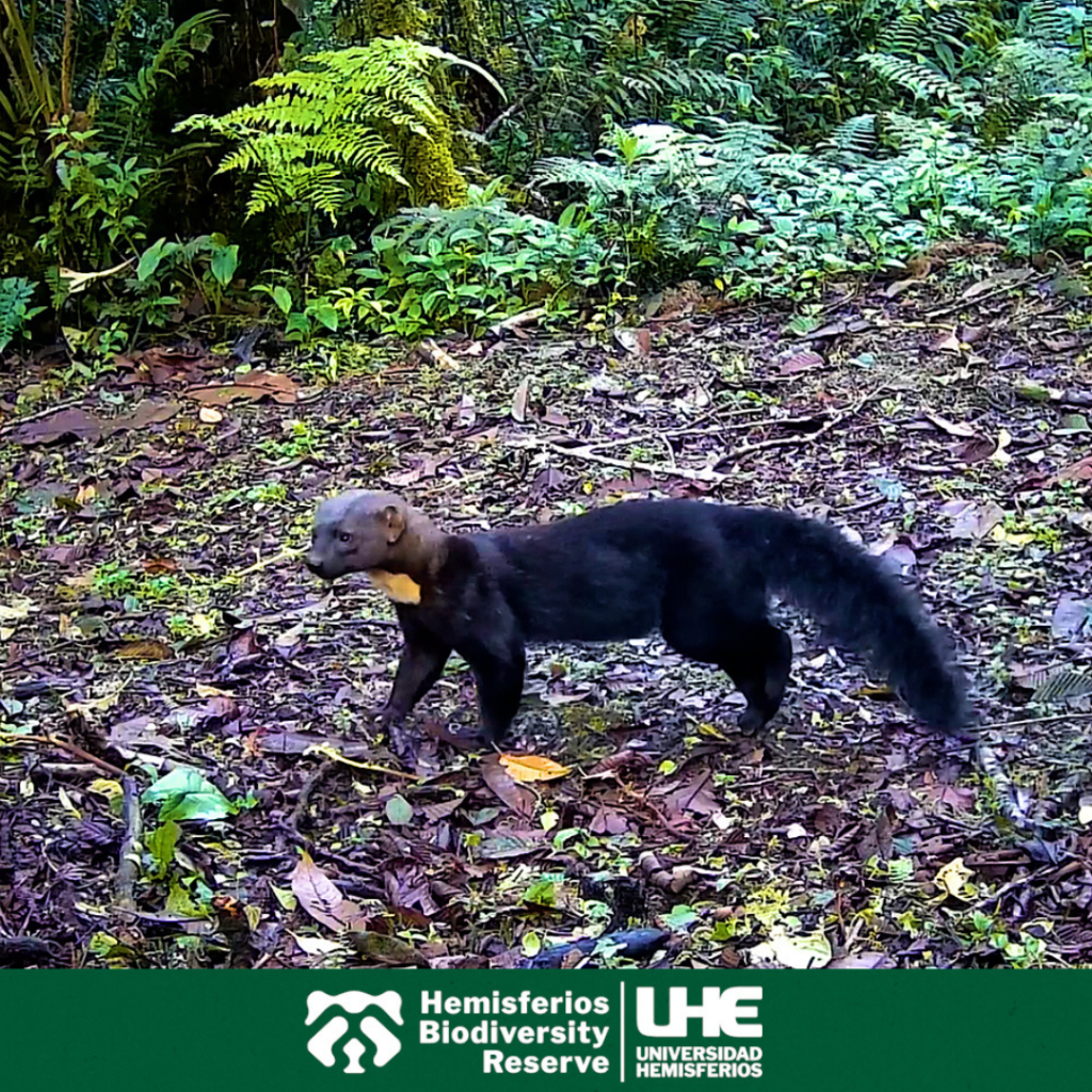 Hemisferios Biodiversity Reserve registra más de 18 especies silvestres gracias a cámaras trampa