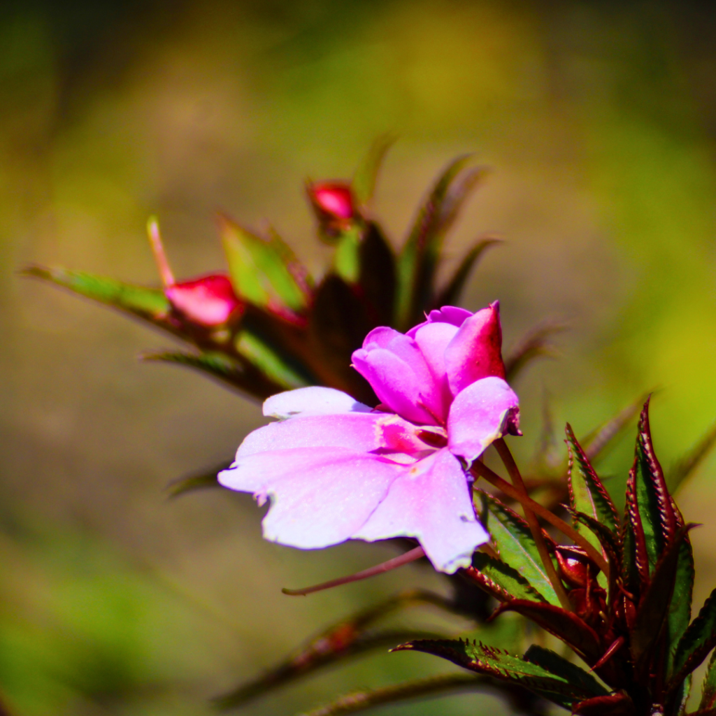 Generación de sistema para levantamiento exploratorio de información sobre la flora en laHemisferios Biodiversity Reserve