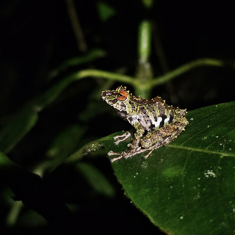 La Hemisferios Biodiversity Reserve registra una nueva especie de rana para su inventario biológico